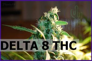 Current Is Delta 8 Legal in Florida Discussions Reflect Changing Regulations